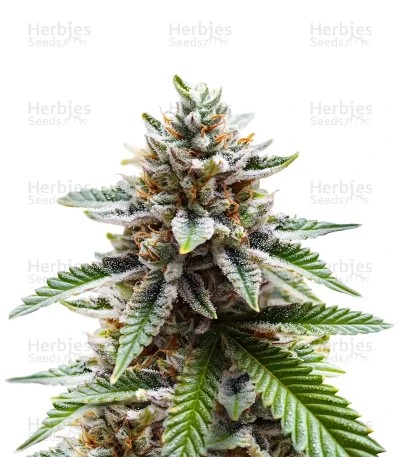 Orange Bud 2.0 Seeds