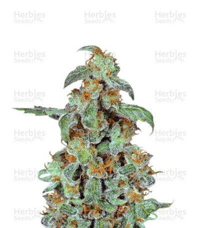 Orange Bud Seeds (Dutch Passion)