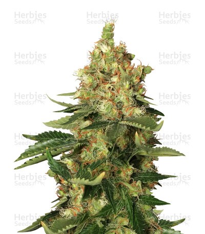 Orange Sherbert Seeds