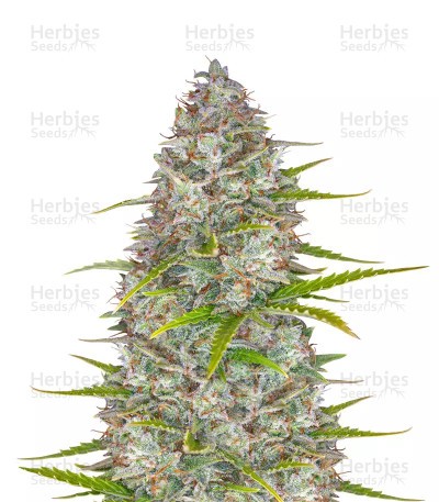 Orange Sherbet Auto Seeds