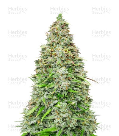 Original Afghan Kush Seeds