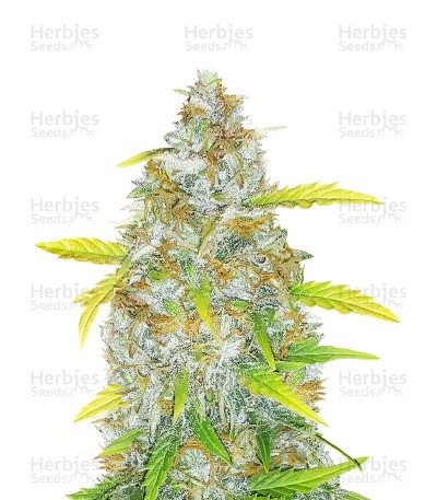 Original Auto AK Seeds