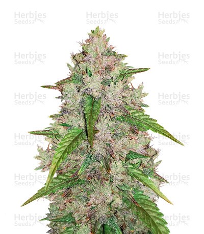 Original Auto Amnesia Haze Seeds