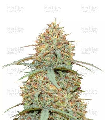 Original Auto Cheese Seeds