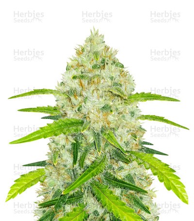Original Auto Chemdawg Seeds