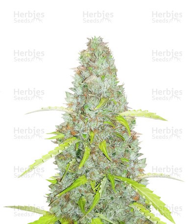 Original Auto Critical Seeds