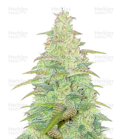 Original Auto Northern Lights Seeds