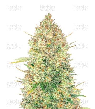 Original Auto OG Kush Seeds (Fast Buds)