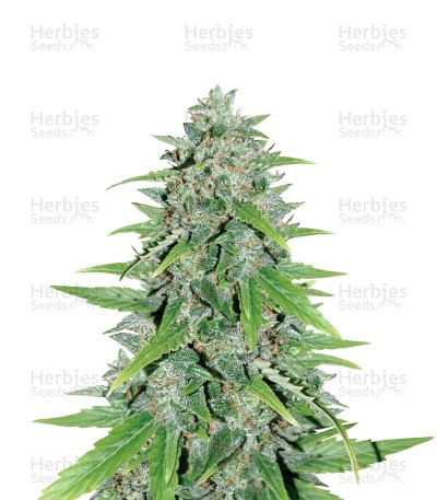Original Auto Skunk Seeds