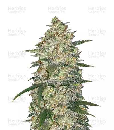 Original Auto White Widow Seeds