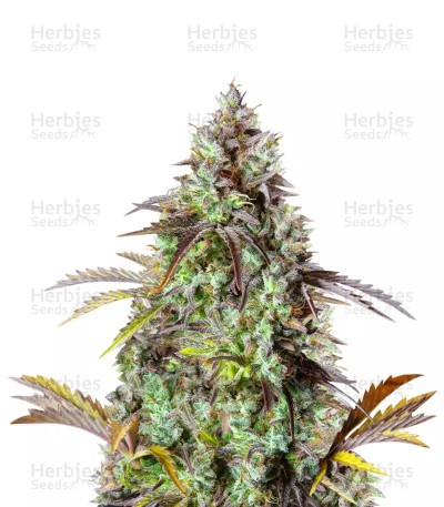 Original Big Bud Seeds