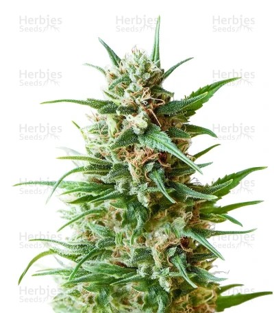 Original Blueberry Auto Seeds
