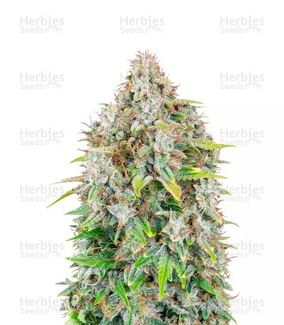 Original Cinderella Seeds