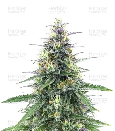 Original Moby Dick Auto Seeds