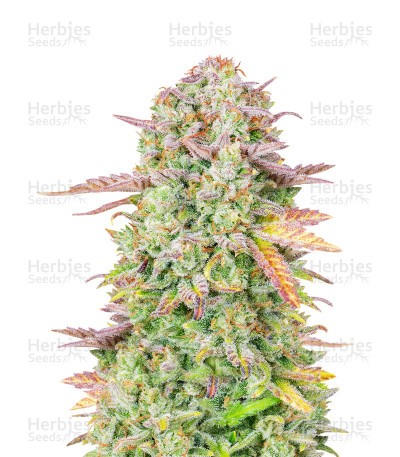 Original Trainwreck Seeds