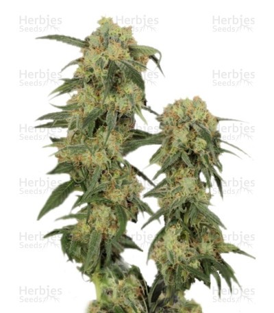 Pamir Gold Seeds
