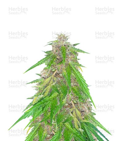Panama (Herbies Seeds)