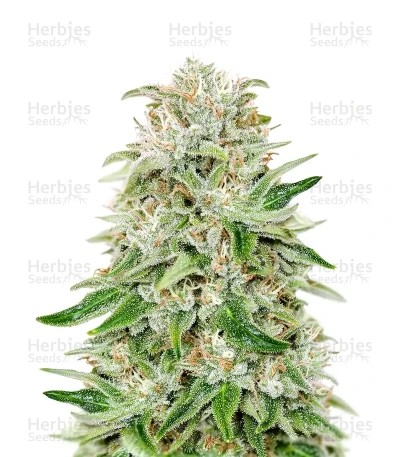 Panama Red Seeds