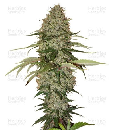 Papaya Seeds (Nirvana Seeds)