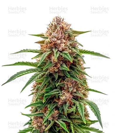 Papi Chulo OG Fem Seeds