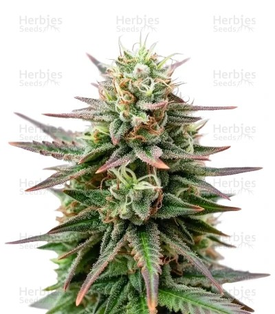 Peanut Butter Breath Auto Seeds