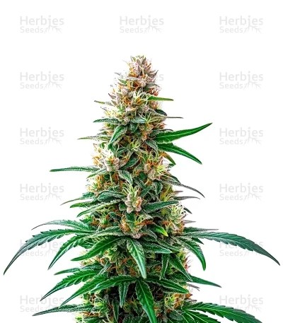 Permanent Marker Auto Seeds