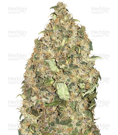 Peyote Cookies Seeds