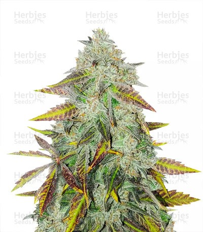 Peyote Critical Seeds