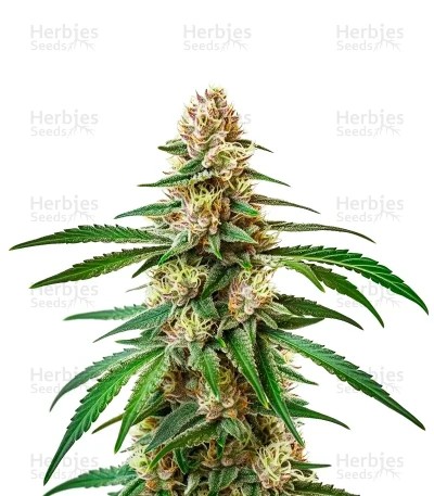 Pineapple Express Seeds