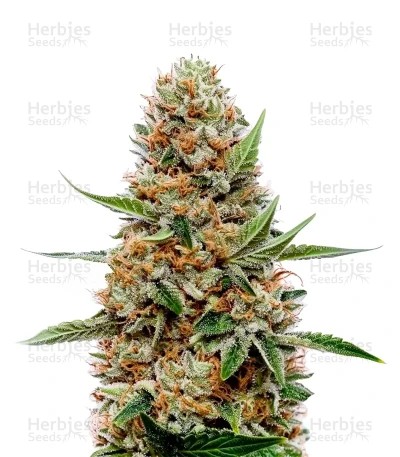 Pineapple Poison Seeds