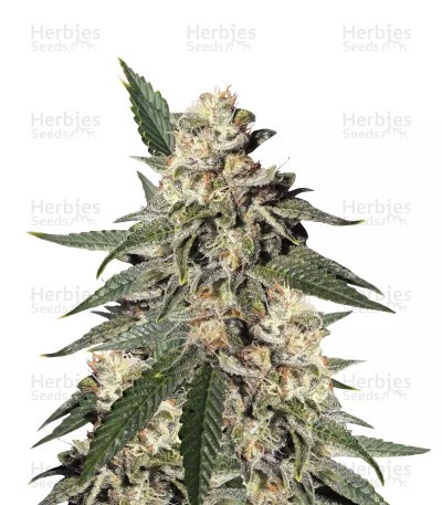 Pink Kush Seeds