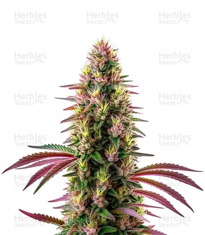 Pink Rozay Seeds