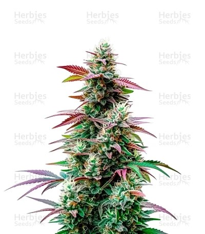 Pink Runtz Auto Seeds