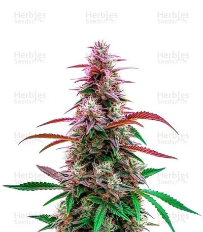 Pink Runtz Seeds
