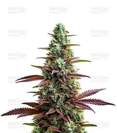 Platinum Cookies Seeds