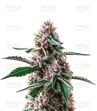 Plushbery Auto Seeds