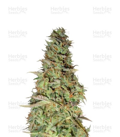 Power Plant Seeds (Dutch Passion)