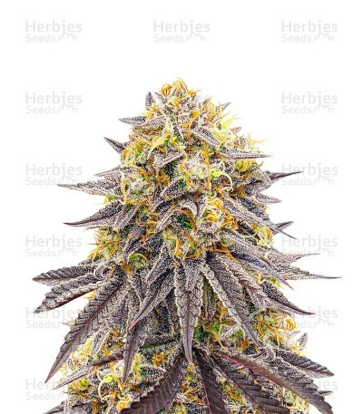 Punch Cookies Seeds (AlphaFem Seeds)
