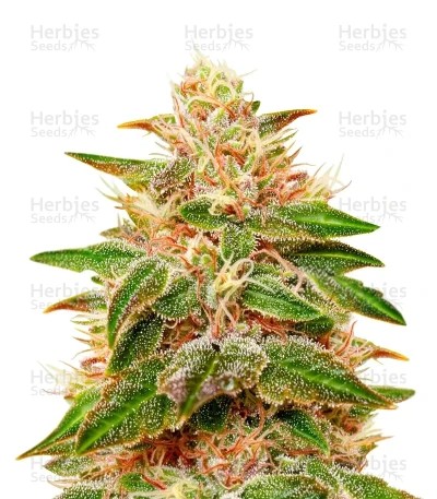 Pure Kush Seeds (Green House Seeds)