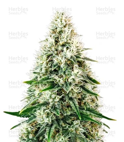 Pure Power Plant Automatic Seeds