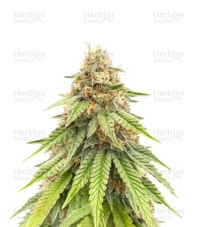 Purple Gelato Seeds (Seedkeepers)