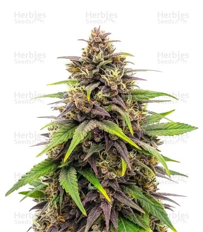 Purple Haze Auto Seeds