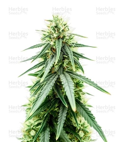 Purple Haze Fem Seeds