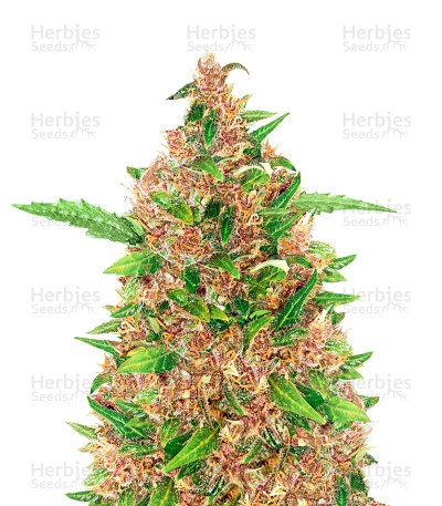 Purple Kush Autoflower (Herbies Seeds)