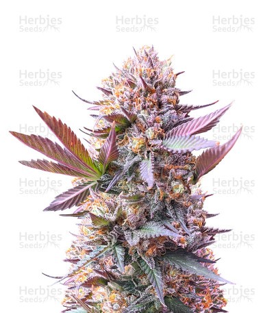 Purple Lemonade Fast Flowering Seeds (Fast Buds)
