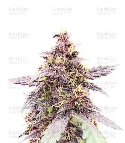 Purple Lemonade Poison Seeds (Seedkeepers)