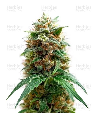 Purple OG Punch Seeds