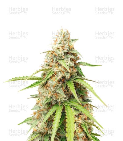 Purple Punch Auto (Herbies Seeds)