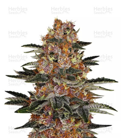 Purple Punch Auto Seeds