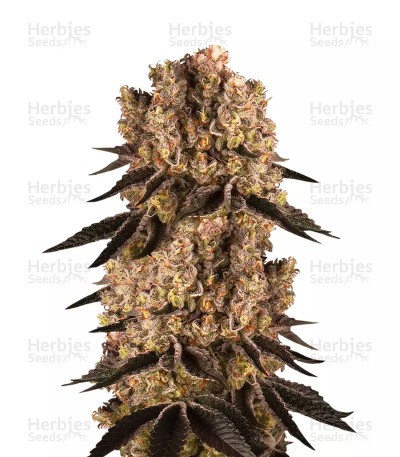 Purple Punch Seeds (Barney's Farm)